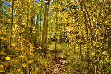 Hiking through the yellow Aspens of the Colorado Rockies