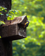 Blaumeise besucht Küken im Vogelhaus und bringt Futter mit
