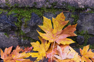 Maple Wall