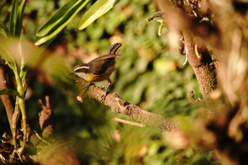 bird on a branch