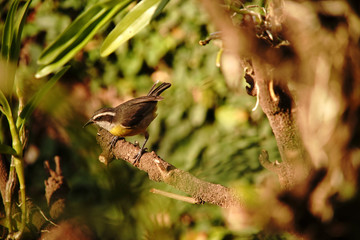 bird on a branch