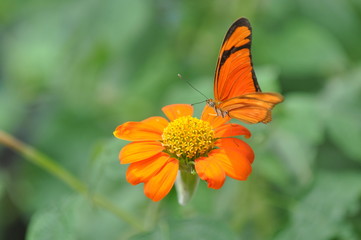 Bresil, Papillon sur une fleur