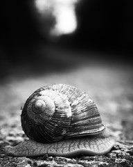 Schnecke auf dem Weg