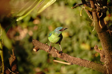 Blue Dacnis Bird on a branch