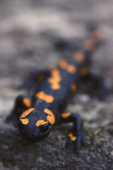 Fire salamander