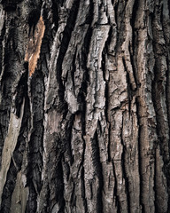 Obraz premium Baumstamm im Park