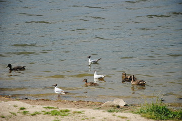ducks and gull on lake