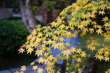 Fototapeta na wymiar Green & Yellow Maple
