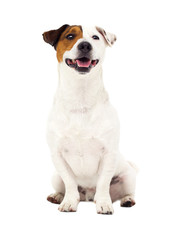 dog jack russell terrier sitting in full growth on isolated on a white backround
