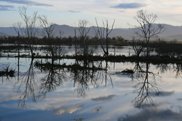 Sunset in the marsh of Santoña, with silhouettes of dry trees and mountains in the background