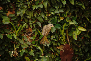 bird on a branch