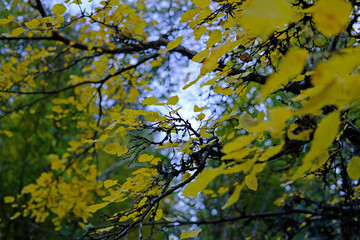 Fototapeta premium Yellow Leaves