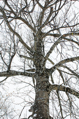 trees snow branch