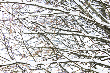 trees snow branch