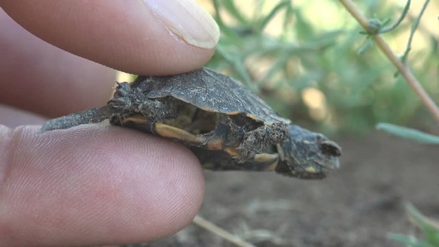 Man human hand holds empty shell of small baby turtle that was eaten / attacked by ants along way from egg to water