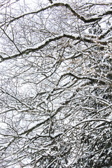 trees snow branch