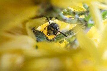 Macro of a wasp bee on a yellow chrysanthemum flower.