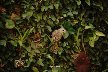 bird on a branch