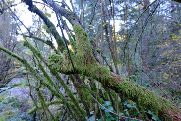 Mossy Tree - Hoyt Arboretum