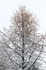 Fototapeta na wymiar trees snow branch