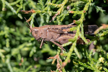 Broad Green-winged Grasshopper (Aiolopus strepens)