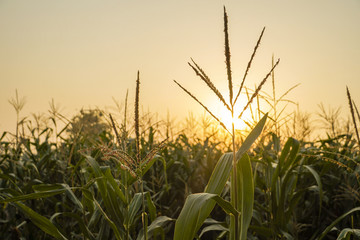 Fototapeta premium corn field and sun