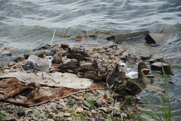 ducks and seagulls on stones by the water