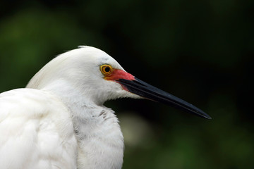 Portrait of Snowy Egret - Egretta thula - in breeding plumage and coloration against dark background in Saint Augustine, Florida.