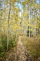 Beautiful fall Aspens in the Eagle's Nest Wilderness.  The Gore Range located in the Colorado Rockies is very rugged and rocky, but you get some intermittent glades of yellow Aspens.