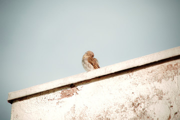 Sicalis flaveola bird on a wire