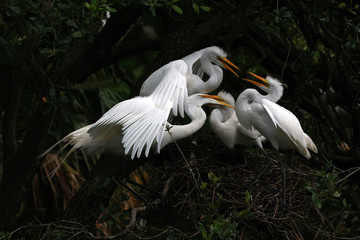 Great Egret - Ardea alba - feeding large raucous chicks on nest in Saint Augustine, Florida.
