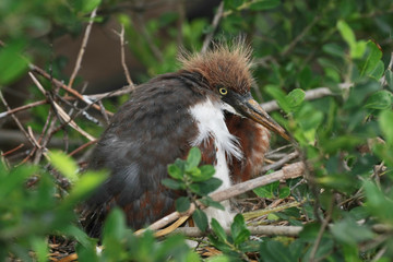 Immature Tricolored Heron - Egretta tricolor - on nest in Saint Augustine, Florida.