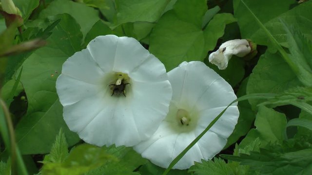 Hedge Bindweed