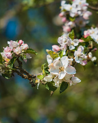 Blüten im Frühling