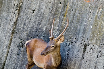 Vertical close-up of red male deer with new small antlers, stag standing to a steep wall, Sofia, Bulgaria   