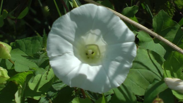 Bindweed,