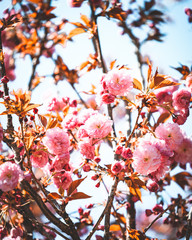 Blüten im Frühling