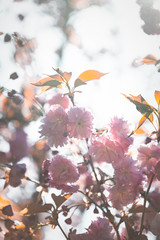 Blüten im Frühling