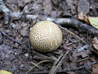 Mushroom