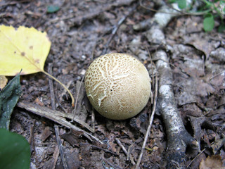 Mushroom