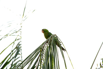 Pionus maximiliani bird on a branch