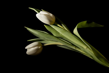 Two white tulips in full dark under studio lighting