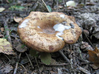 Mushroom