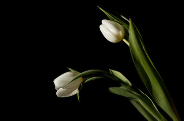 Two white tulips in full dark under studio lighting