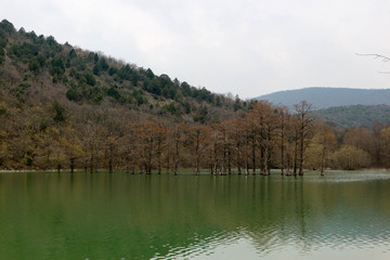 scenic view of bog cypress grove in the center of the lake