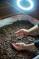 choice of cocoa beans to the candy factory