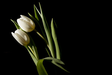 Two white tulips in full dark under studio lighting