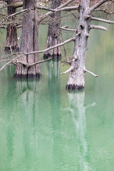 Trunks of the giant bog cypress in the water