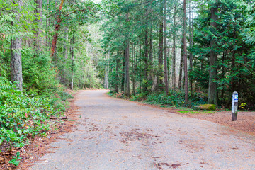 Autumn forest nature in Vancouver Island. Scenery of nature with sunlight