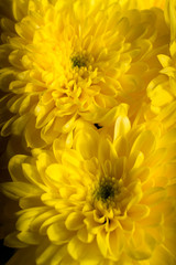 Close ups of yellow flowers